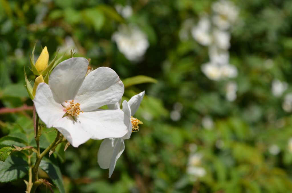 Murree hill station landscape with clouds, mountains, and peaceful natural scenery