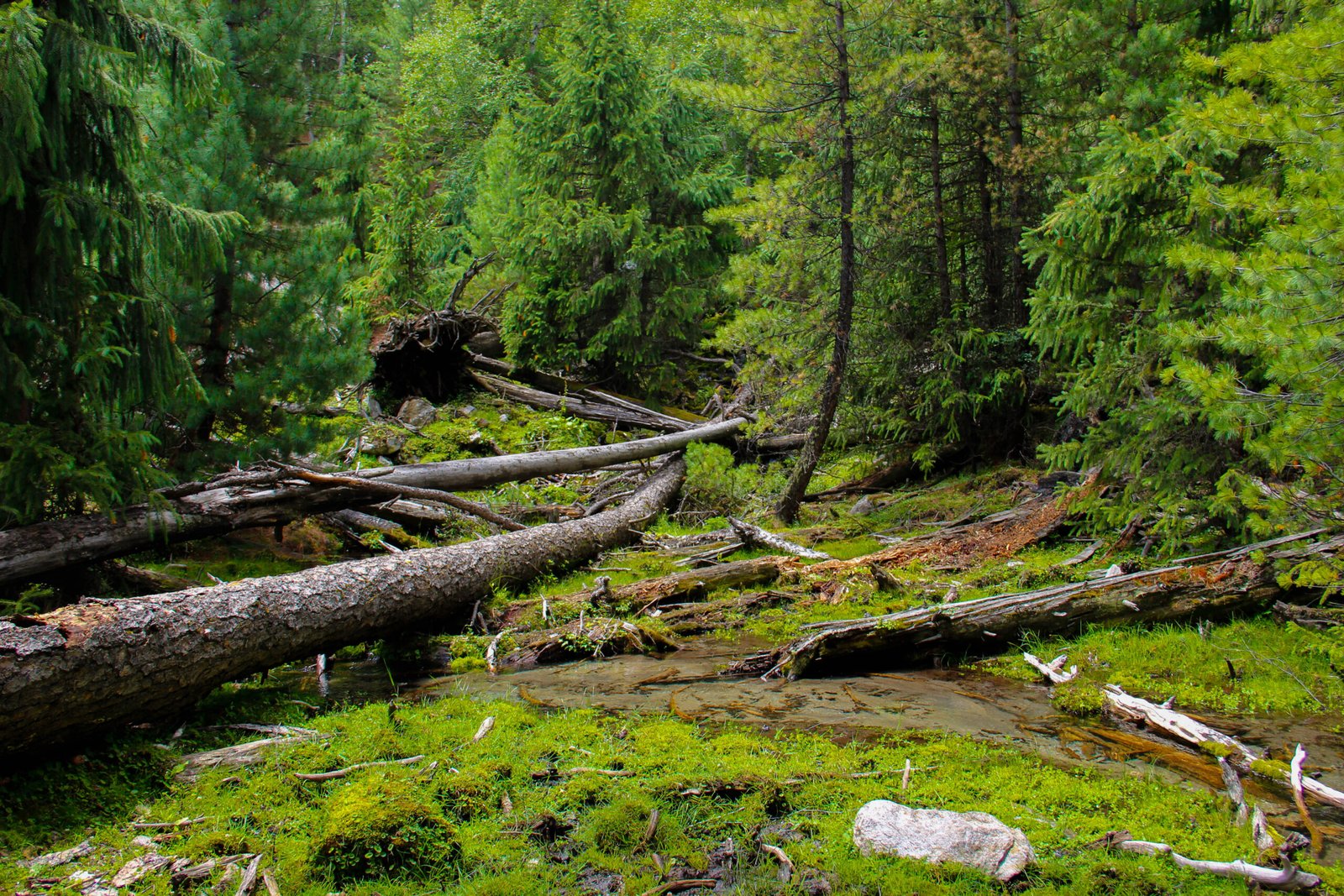 Forest trail through the pine jungle on the trek to Fairy Meadows