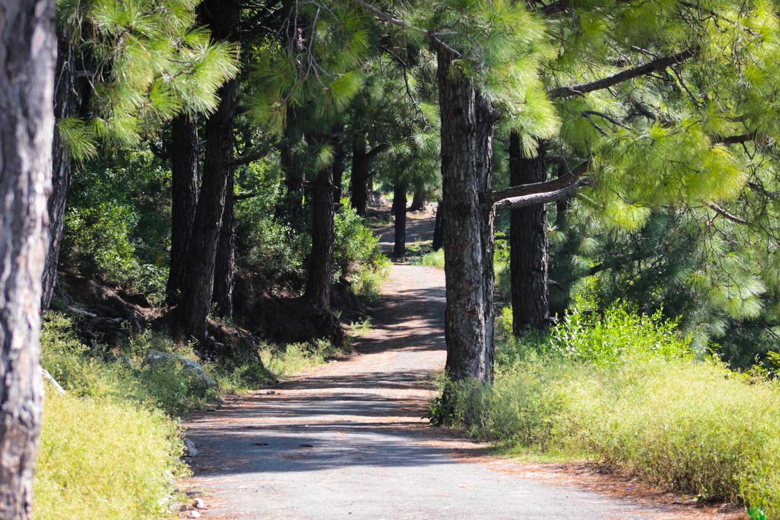 Hiking trail through Margalla Hills National Park near Islamabad