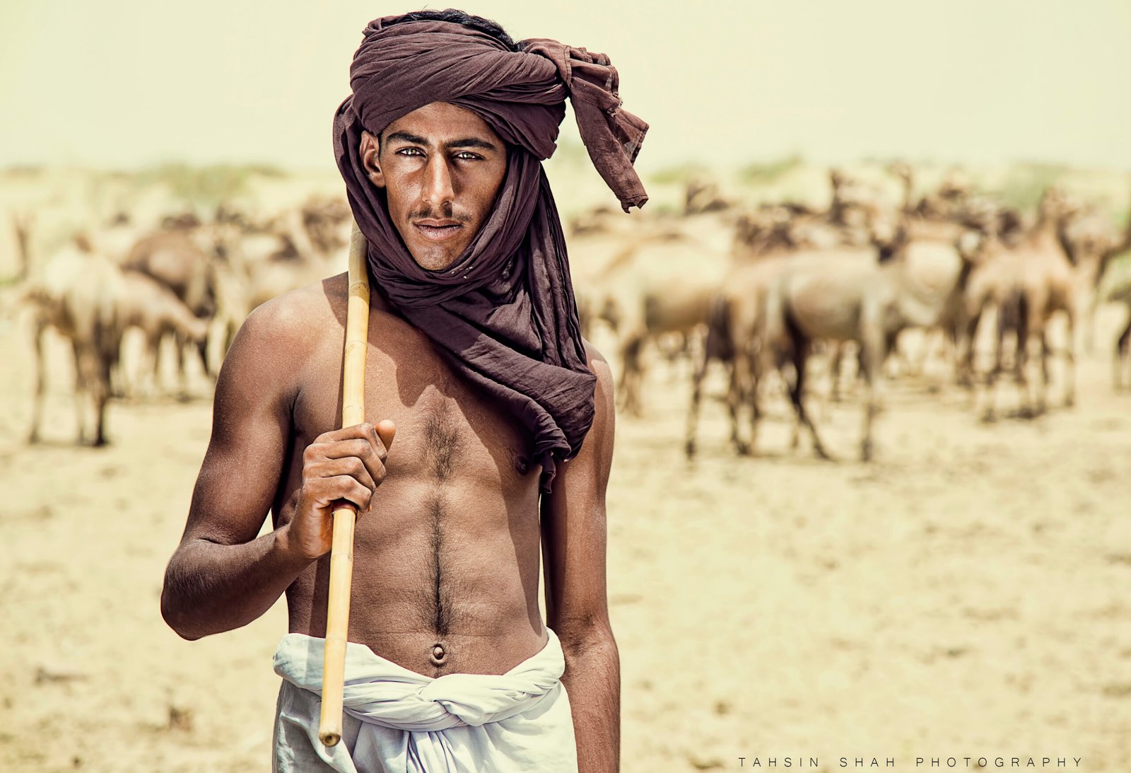 Camels in the Cholistan Desert, Punjab, Pakistan